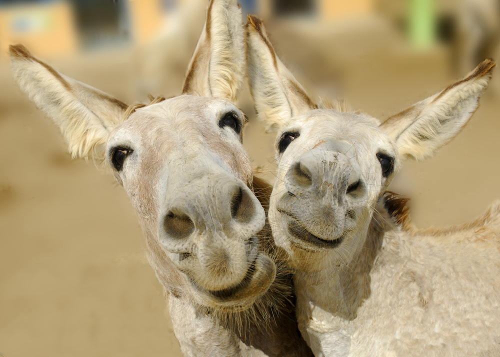 Donkeys Smiling